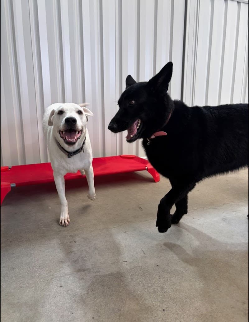 The Evolved Canine dog training work in Bulimba
