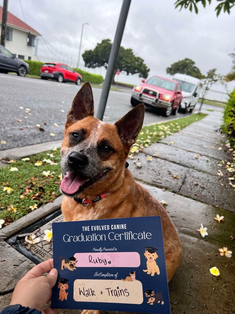 The Evolved Canine dog training work in Bulimba
