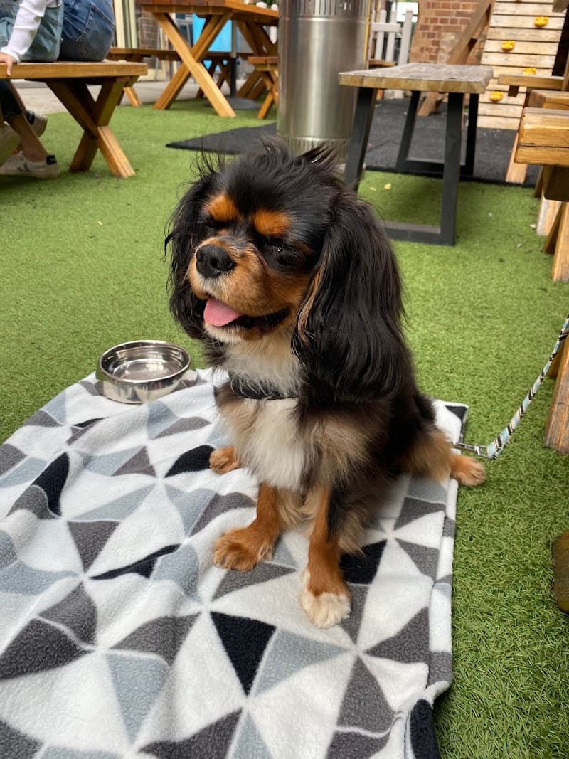 The Evolved Canine dog training work in Bulimba