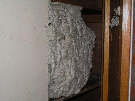 The Exterminator Pest Control pest control work in West Launceston