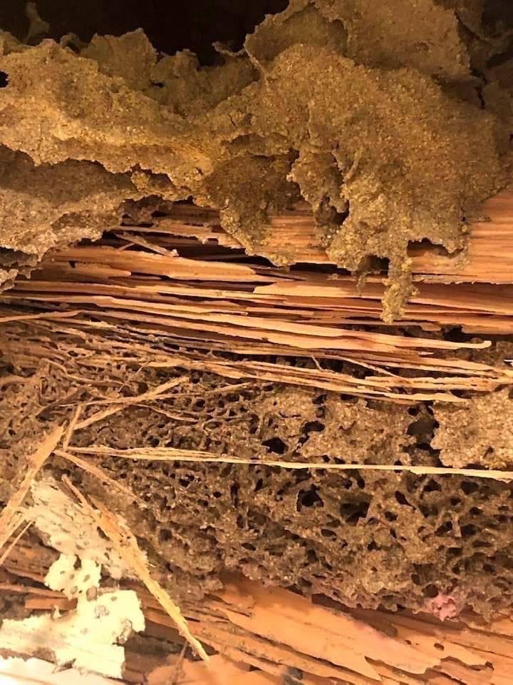 The Good Pest pest control work in Narraweena