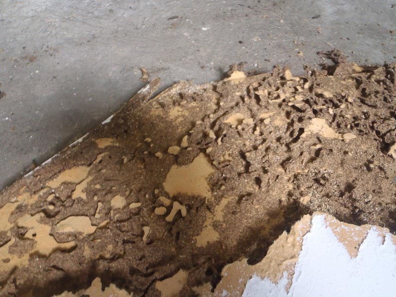The Good Pest pest control work in Narraweena