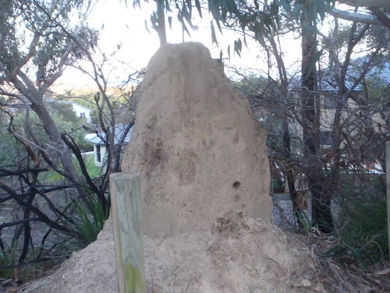 The Good Pest pest control work in Narraweena