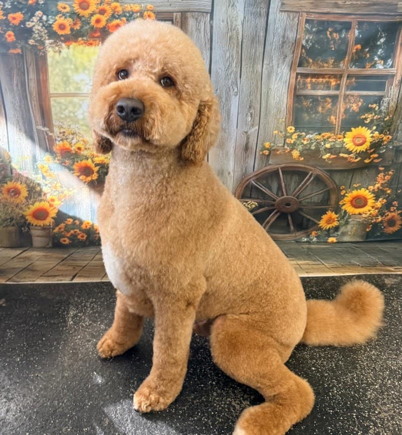 The Grooming Salon dog grooming work in Greenslopes