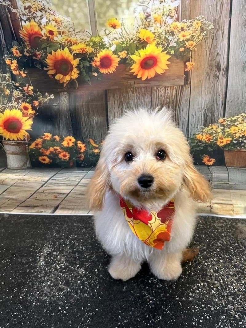 The Grooming Salon dog grooming work in Greenslopes