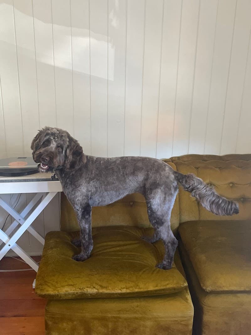 The Grooming Salon dog grooming work in Greenslopes