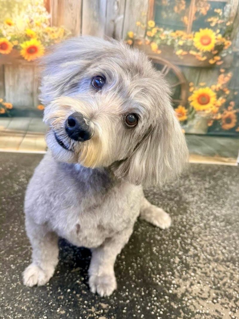 The Grooming Salon dog grooming work in Greenslopes