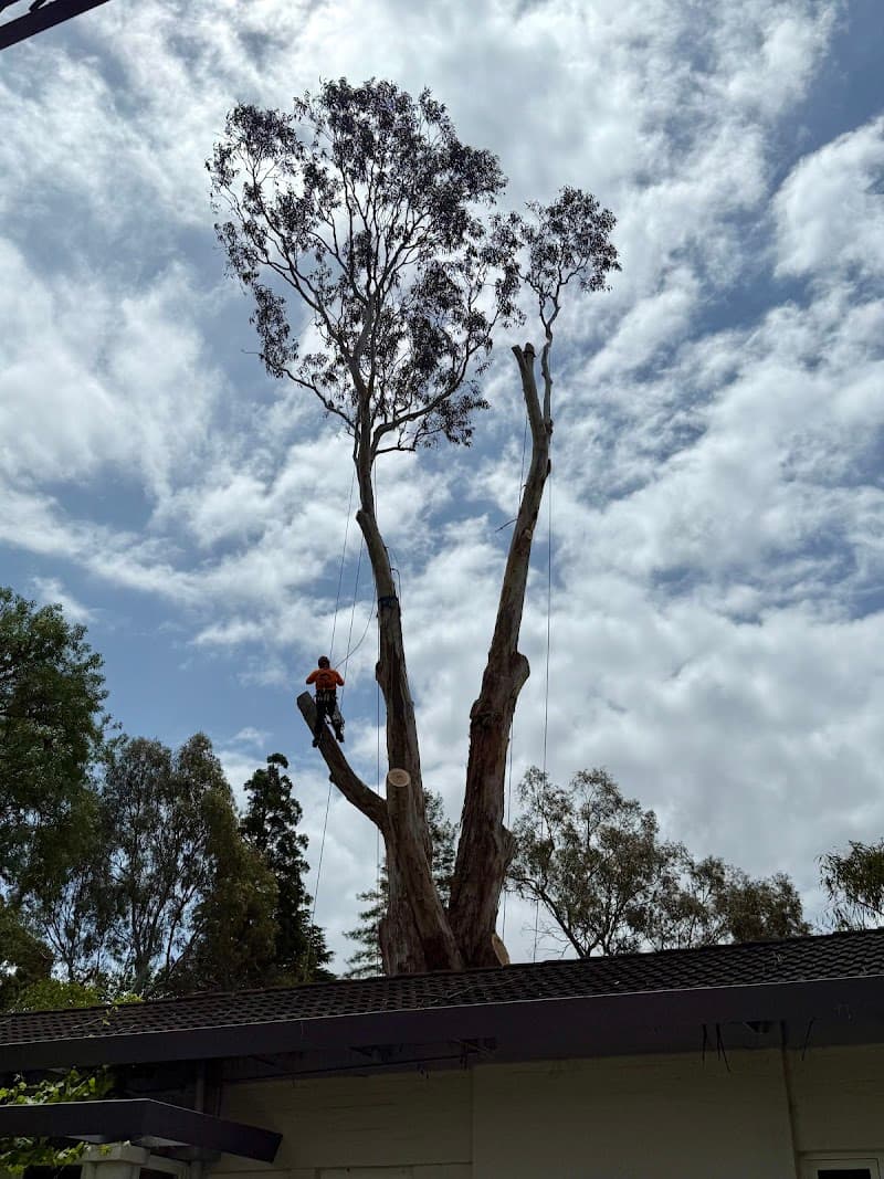 The Higher Climber Tree Services tree services work in Thornbury