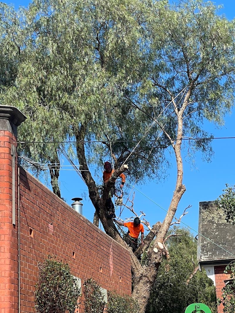 The Higher Climber Tree Services tree services work in Thornbury