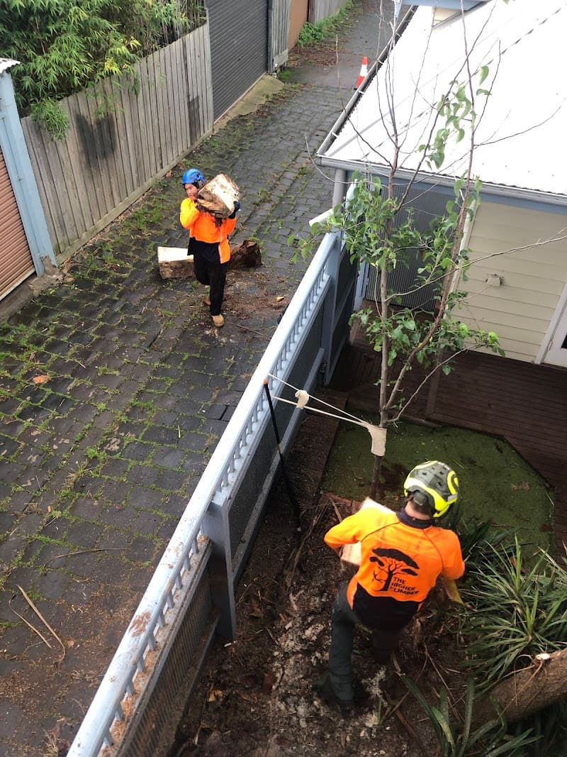 The Higher Climber Tree Services tree services work in Thornbury