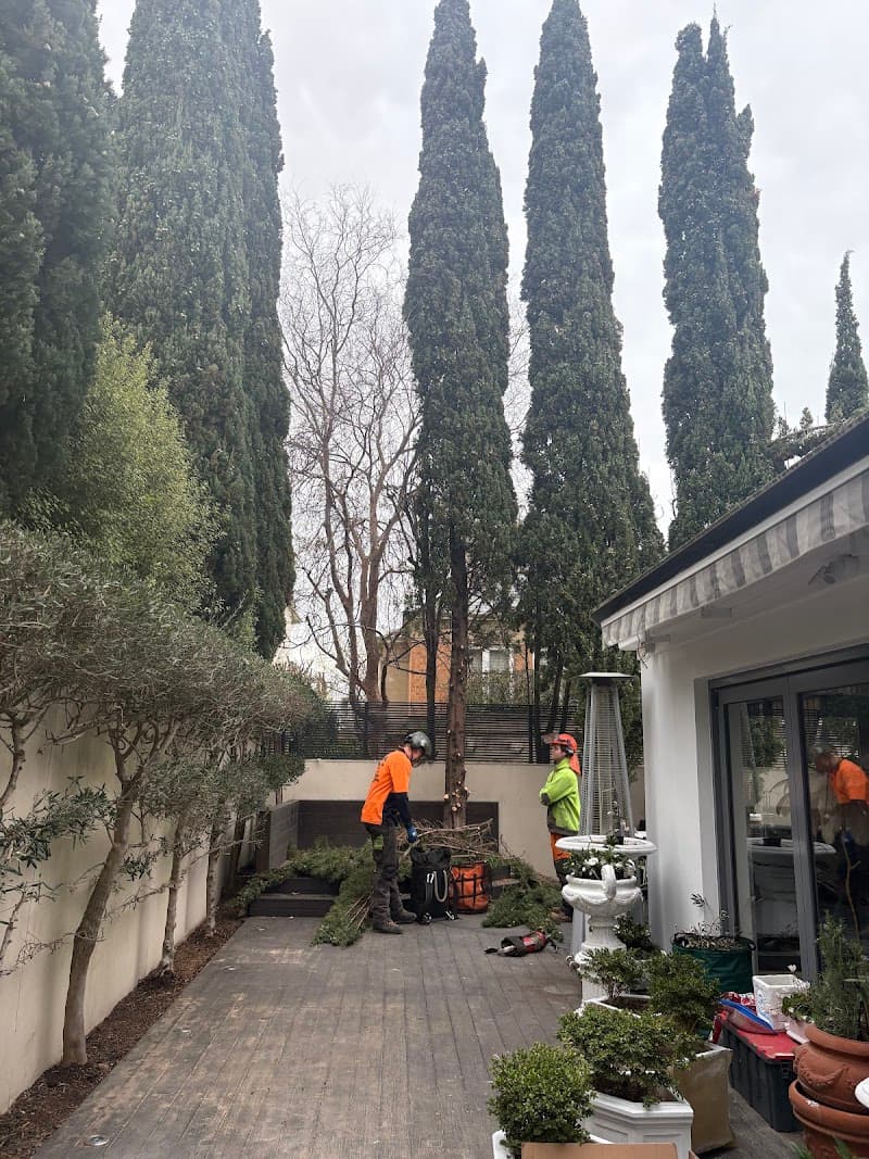 The Higher Climber Tree Services tree services work in Thornbury