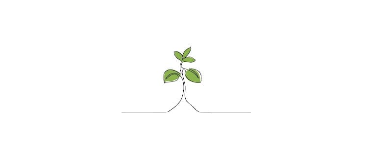 The Minimalist Gardener - Port Macquarie lawn care work in Port Macquarie