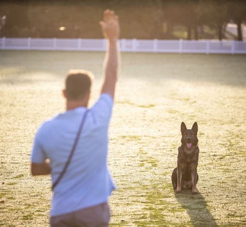 The Paw Professor dog training work in Brookfield