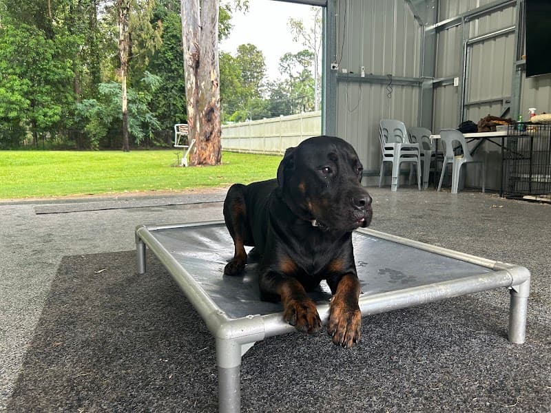 The Paw Professor dog training work in Brookfield