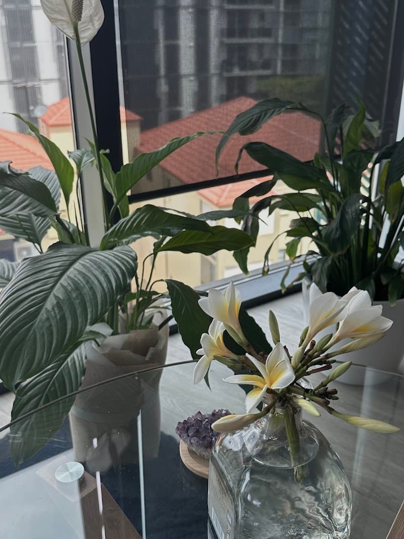 The Pest Project pest control work in Woolloongabba