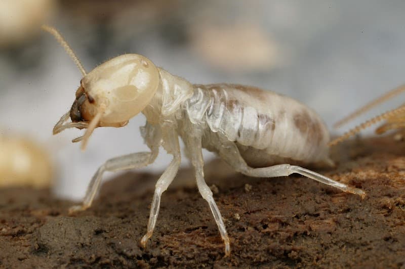 The Pestman QLD pest control work in Toowoomba City
