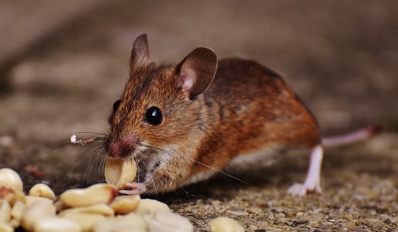The Pestman QLD pest control work in Toowoomba City