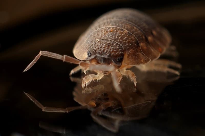 The Pestman QLD pest control work in Toowoomba City