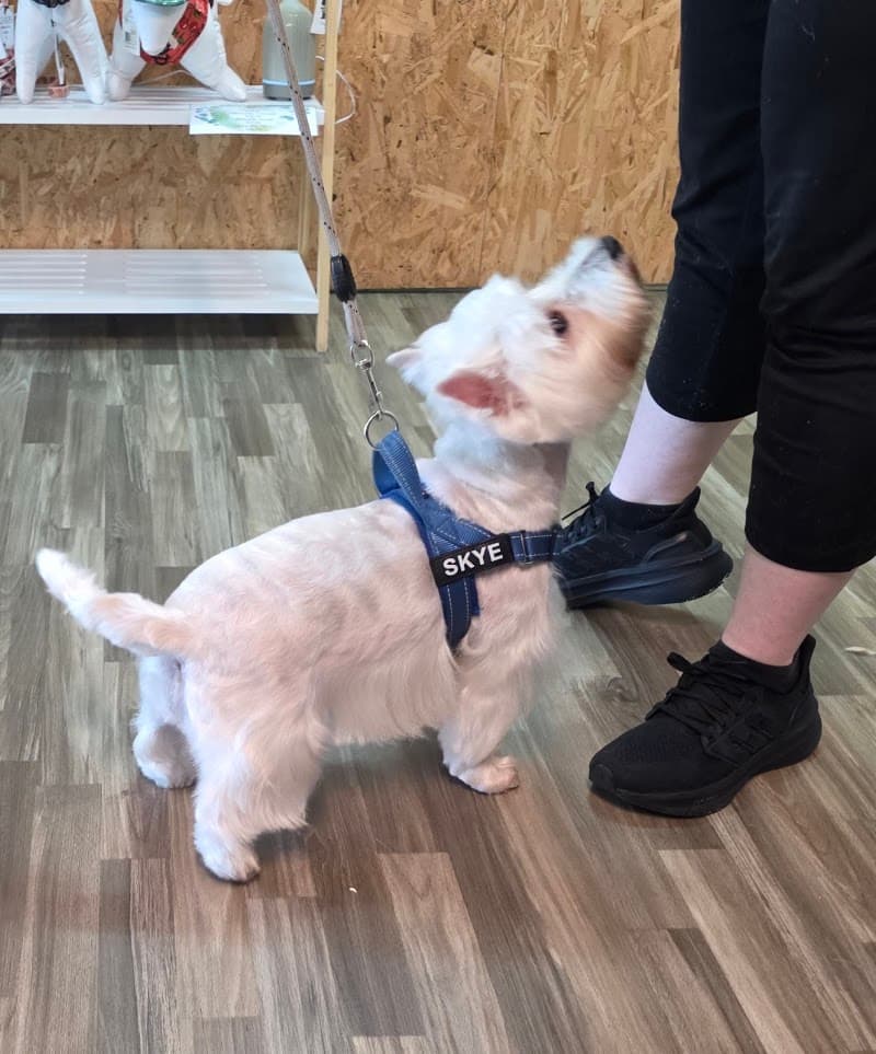 The Pet Pad dog grooming work in Newstead