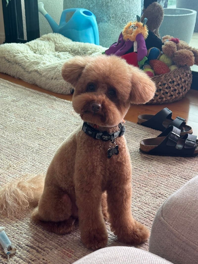 The Pet Pad dog grooming work in Newstead