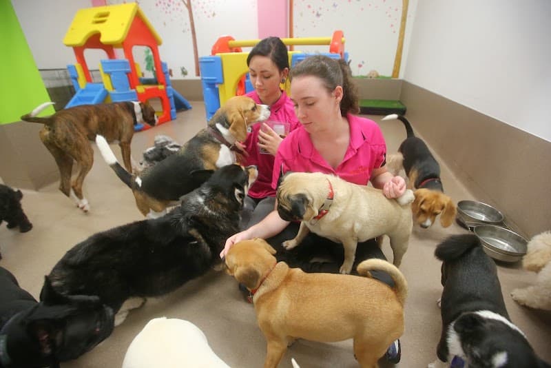 The Pet Pad dog grooming work in Newstead