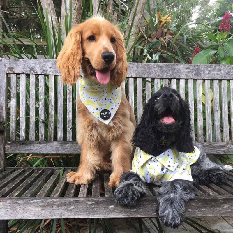The Pet Pad dog grooming work in Newstead