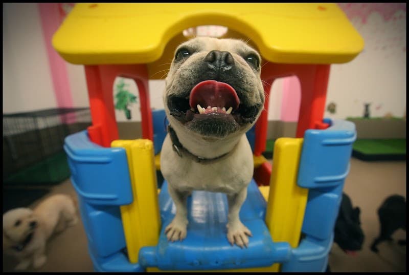 The Pet Pad dog grooming work in Newstead