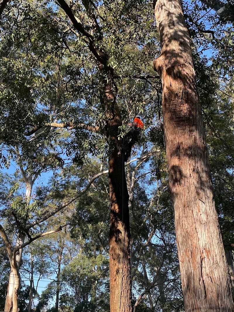 The Tree Cutting Company tree services work in Beecroft