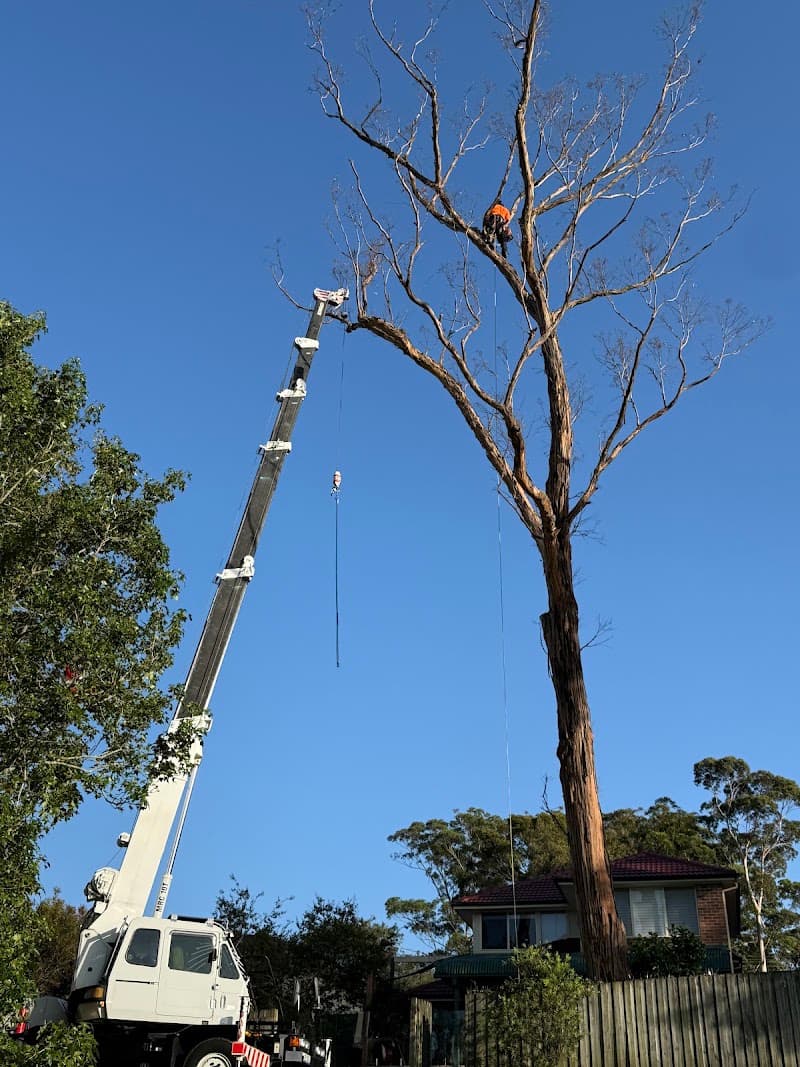The Tree Cutting Company tree services work in Beecroft