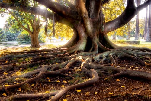 The Tree Cutting Company tree services work in Beecroft