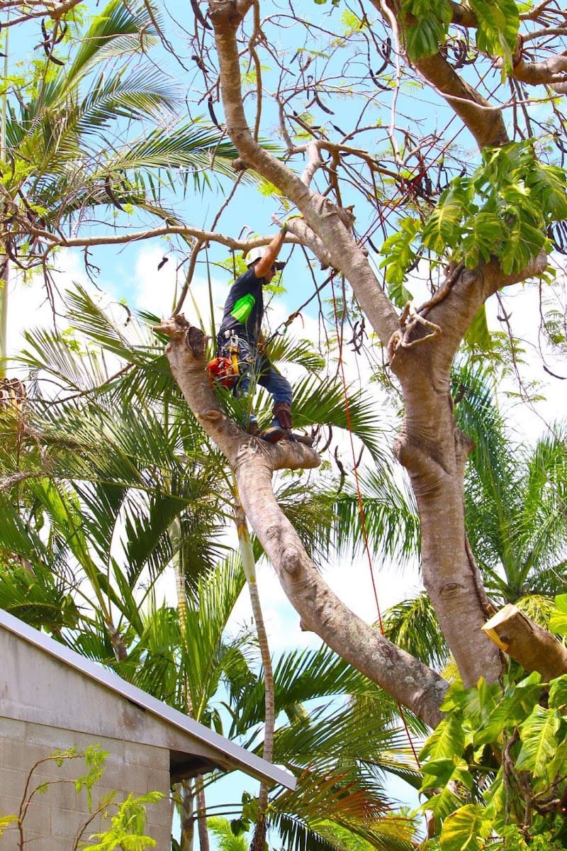 The Tree Expert tree services work in Bucasia