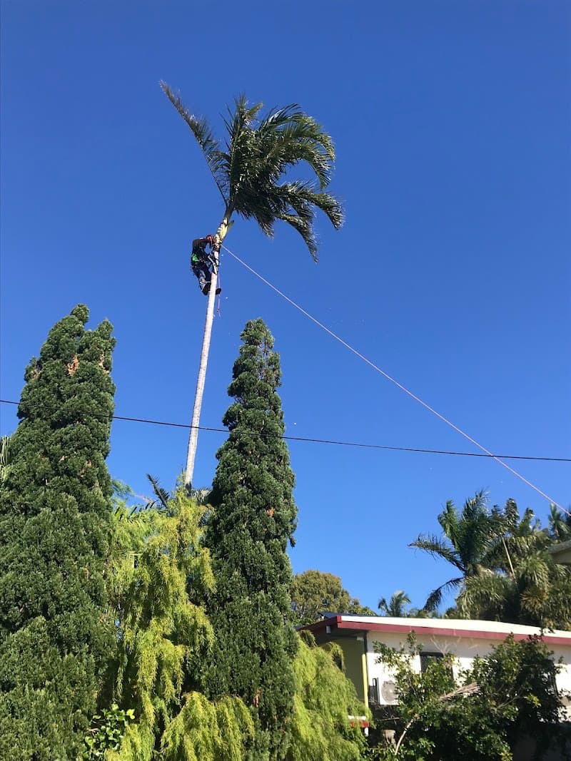 The Tree Expert tree services work in Bucasia