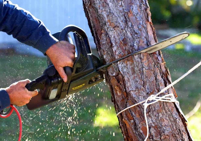 The Tree Services Gwandalan tree services work in Gwandalan