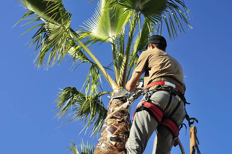 The Tree Services Gwandalan tree services work in Gwandalan