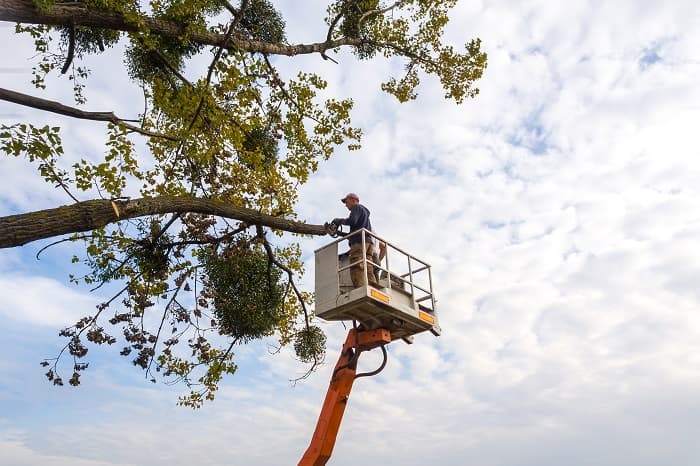 The Tree Services Gwandalan tree services work in Gwandalan