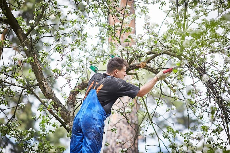 The Tree Services Gwandalan tree services work in Gwandalan