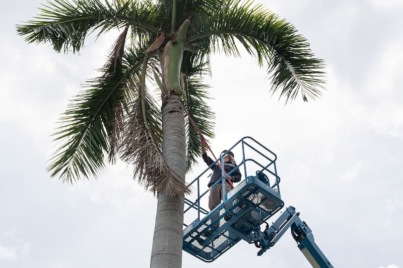The Tree Services Gwandalan tree services work in Gwandalan