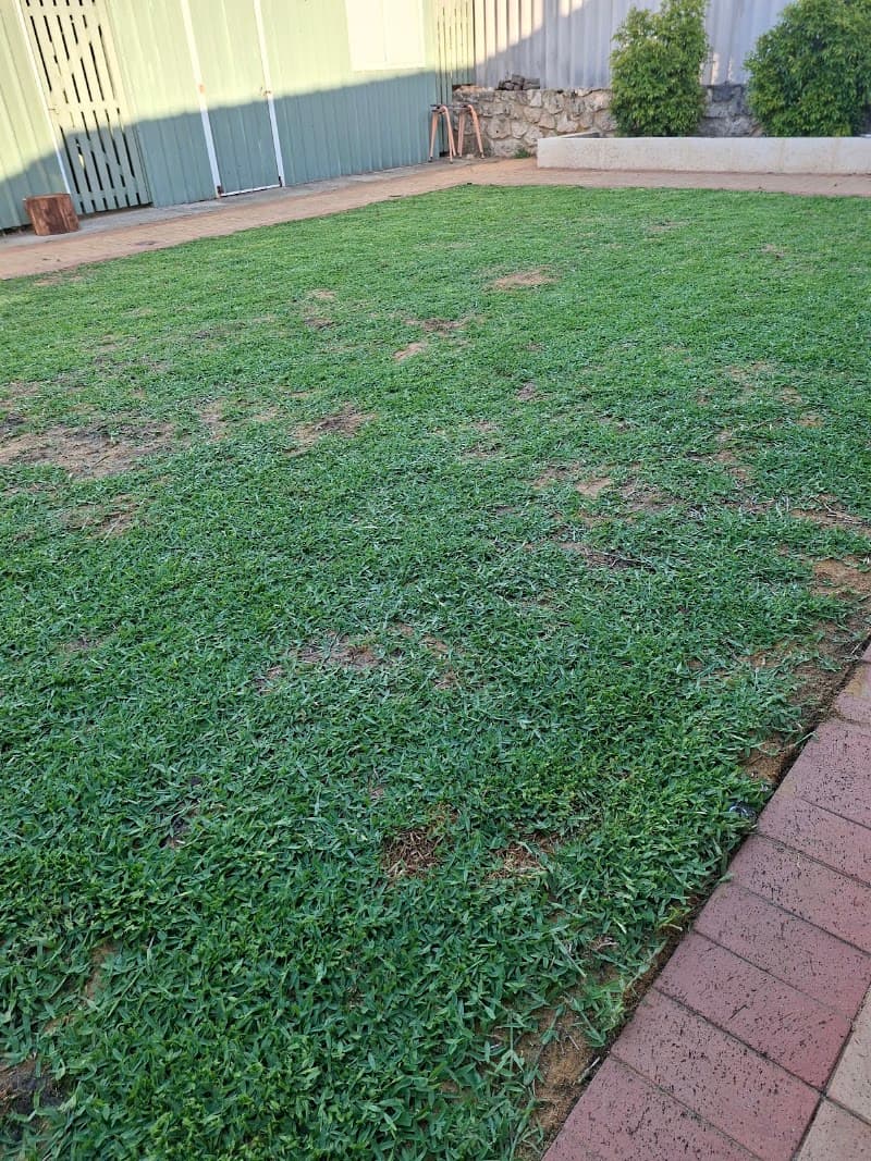 Thirsty Lawn Solutions lawn care work in Bibra Lake