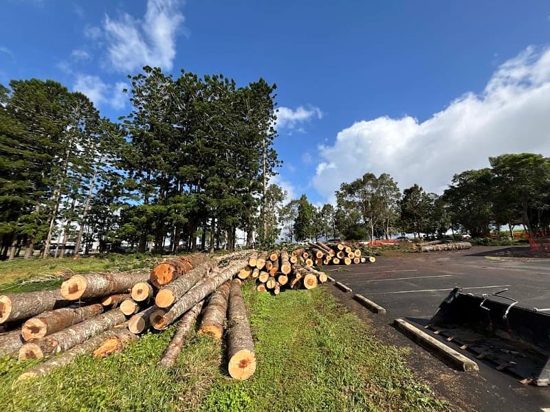 Thomas Arboriculture tree services work in Gordonvale