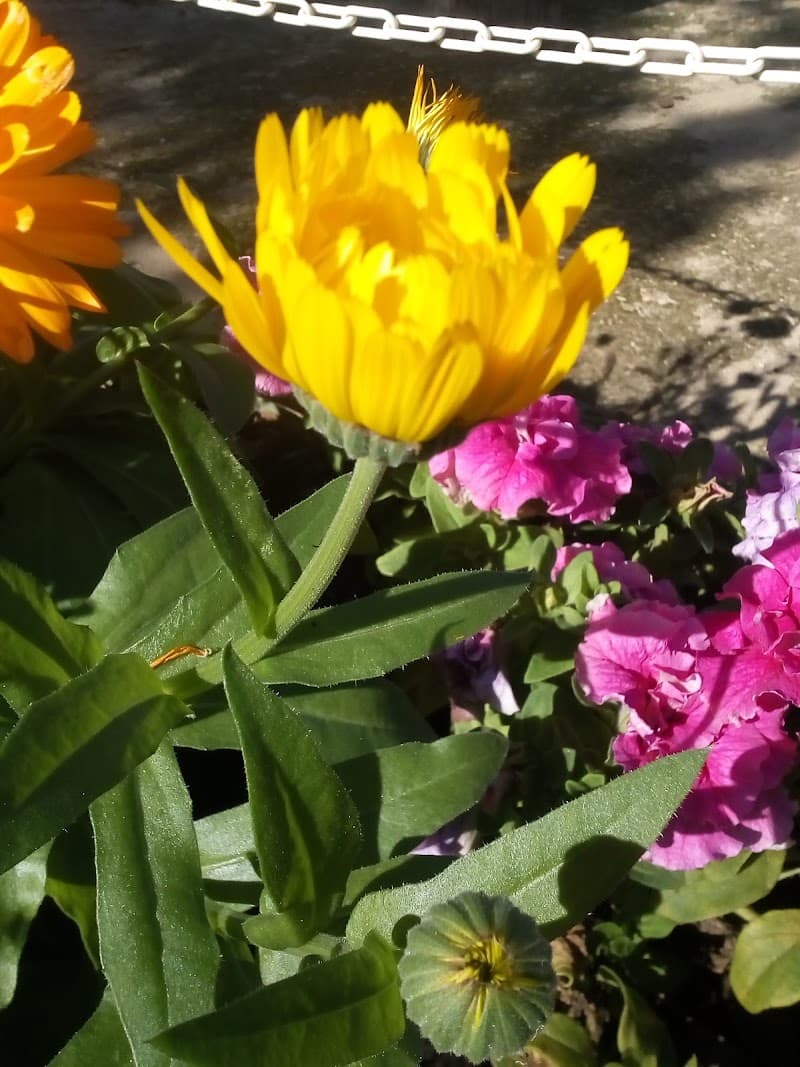 Thommo's Community Garden gardening work in Glen Iris