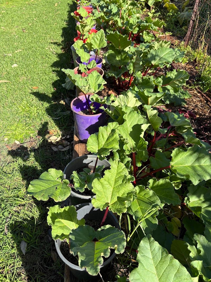 Thommo's Community Garden gardening work in Glen Iris