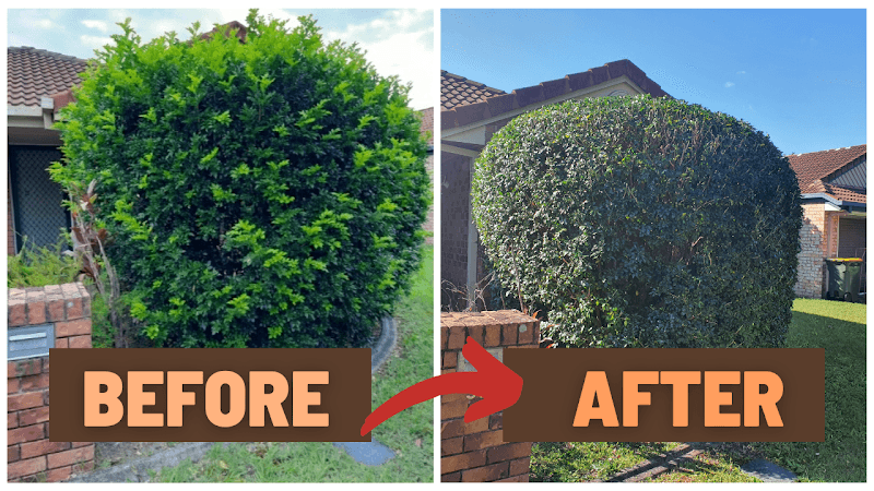 Tidy Lawn Care Services lawn care work in Narangba