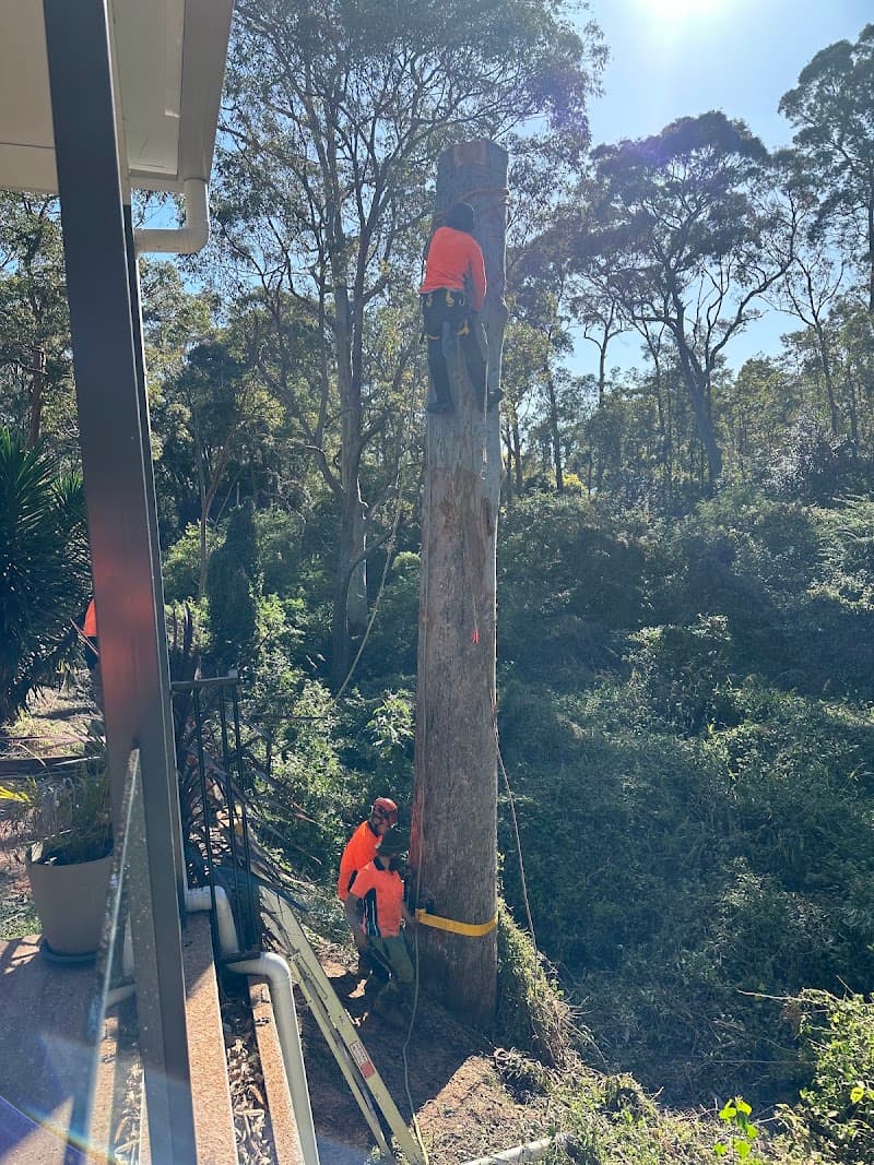Timberwolf Tree Service tree services work in Dudley