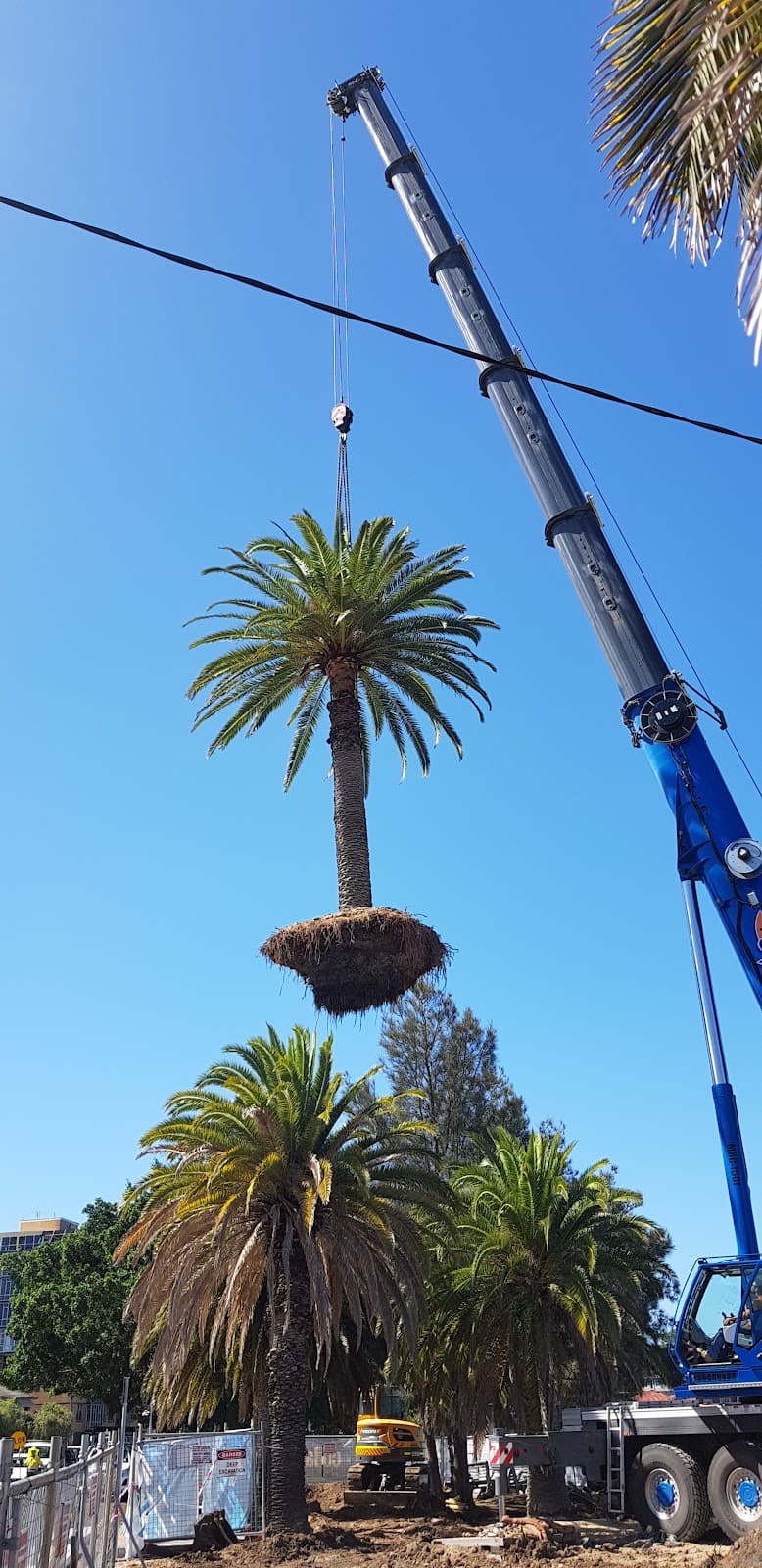Timberwolf Tree Service tree services work in Dudley