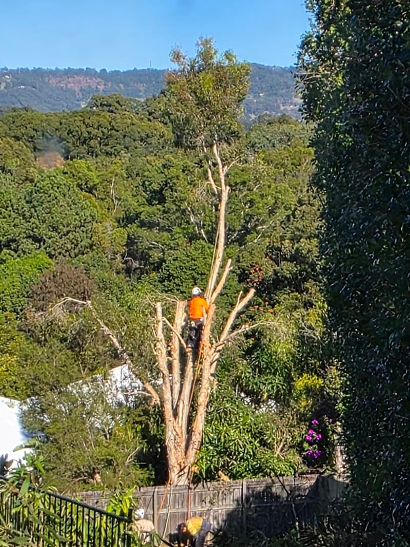 Tip Top Trees and Gardens tree services work in Aroona