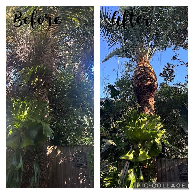 Tip Top Trees and Gardens tree services work in Aroona
