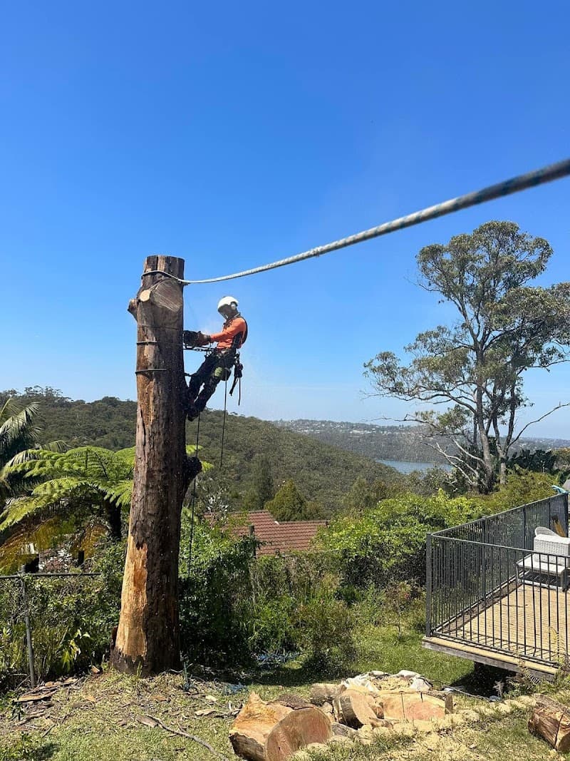 Tip Top Trees and Gardens tree services work in Aroona