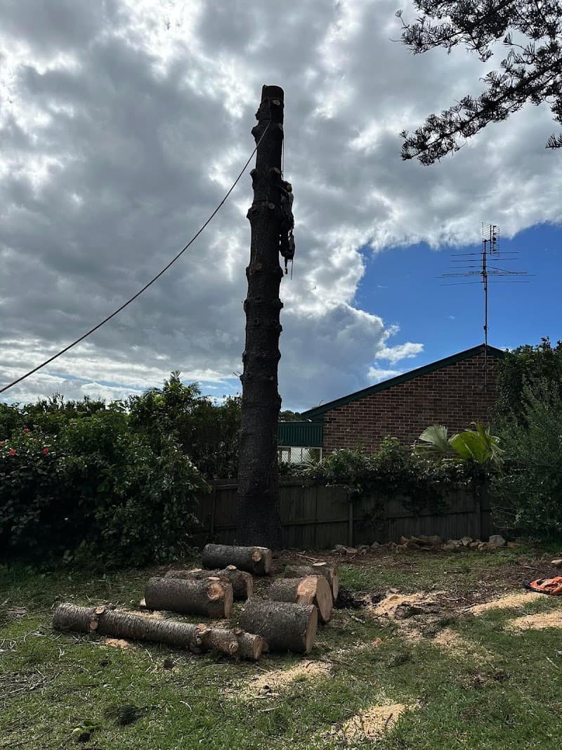 Tip Top Trees and Gardens tree services work in Aroona