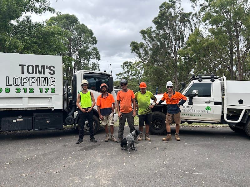 Tom's Tree Lopping tree services work in Daisy Hill