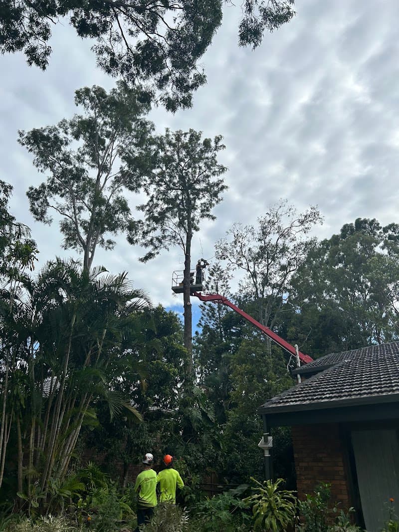 Tom's Tree Lopping tree services work in Daisy Hill